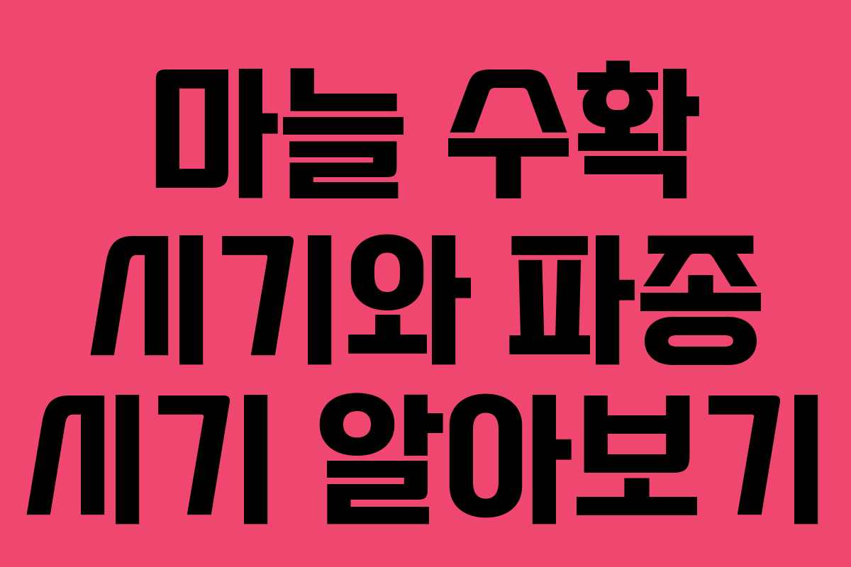 마늘 수확 시기와 파종 시기 알아보기